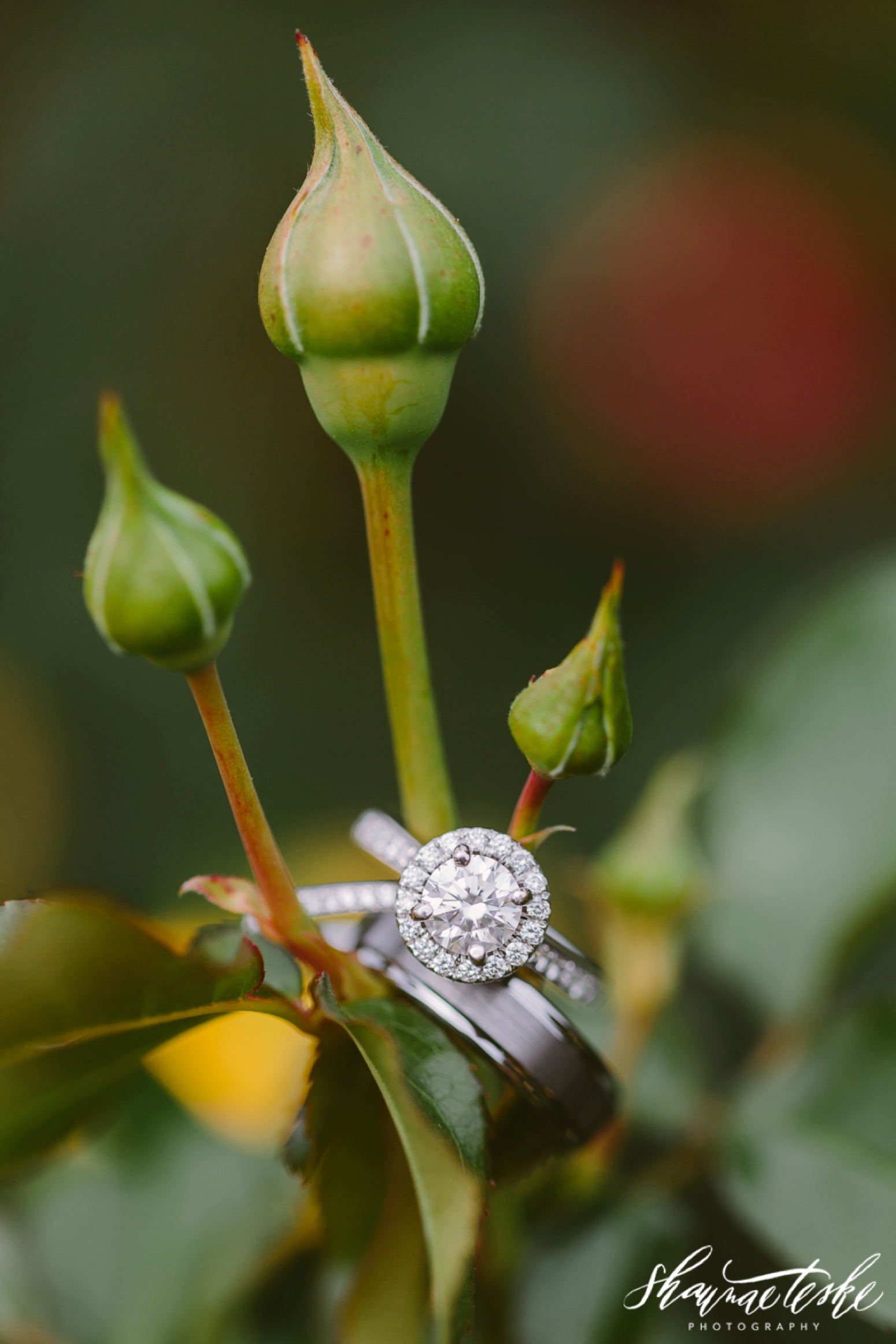 shaunae_teske_wisconsin_photographer_botanical-garden-wedding-danielle-mike-106