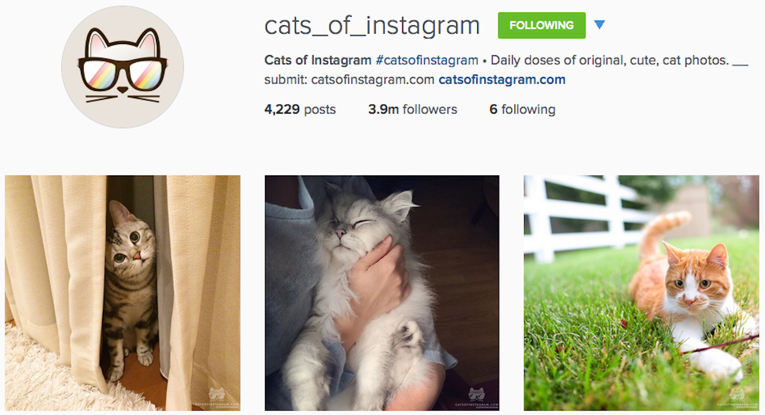 cats-instagram