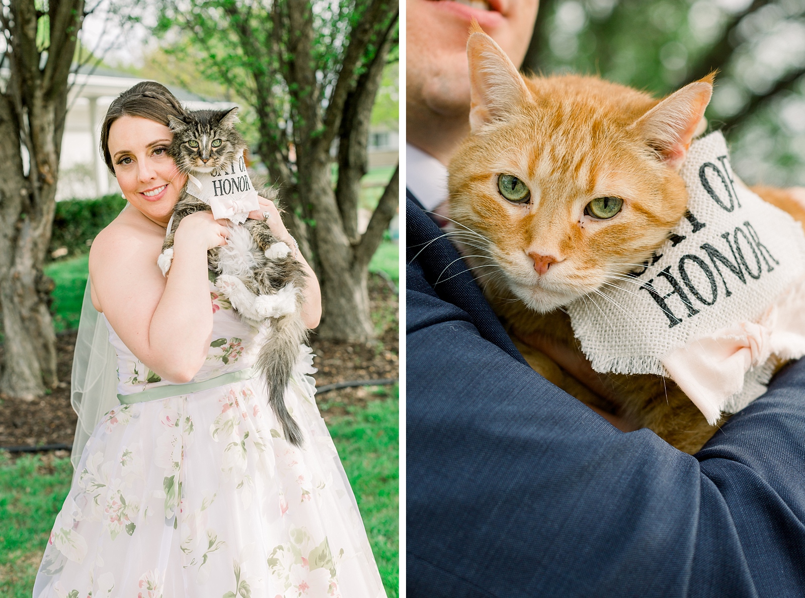 Cats In Wedding Dresses